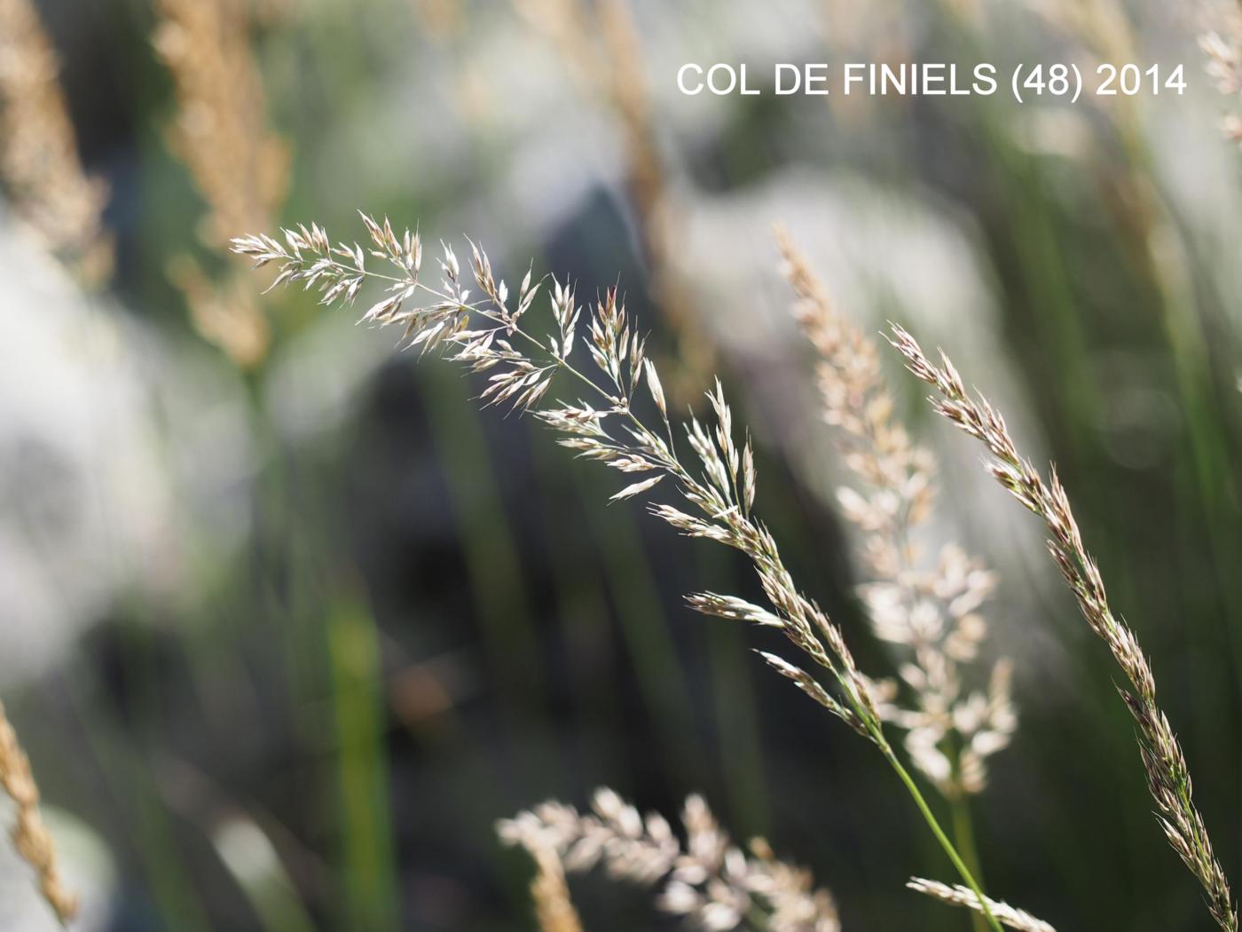 Reed-Grass, Feather flower